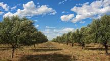 Las exportaciones olivícolas de San Juan crecieron más del 26 % en volumen y facturación