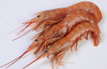 Argentina - Langostino: Histórica certificación del langostino costero de Chubut
