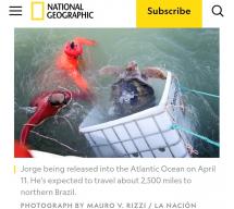 National Geographic reflejó labor de la Prefectura para regresar a una tortuga a su hábitat natural