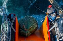 Langostino en Rawson: menos rinde en bodega, precios en baja y alertas por la calidad