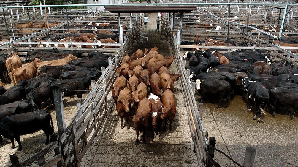 La oferta de faena de vacas debería comenzar a ser la variable de ajuste