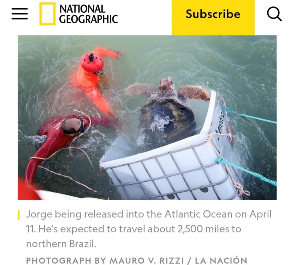 National Geographic reflejó labor de la Prefectura para regresar a una tortuga a su hábitat natural