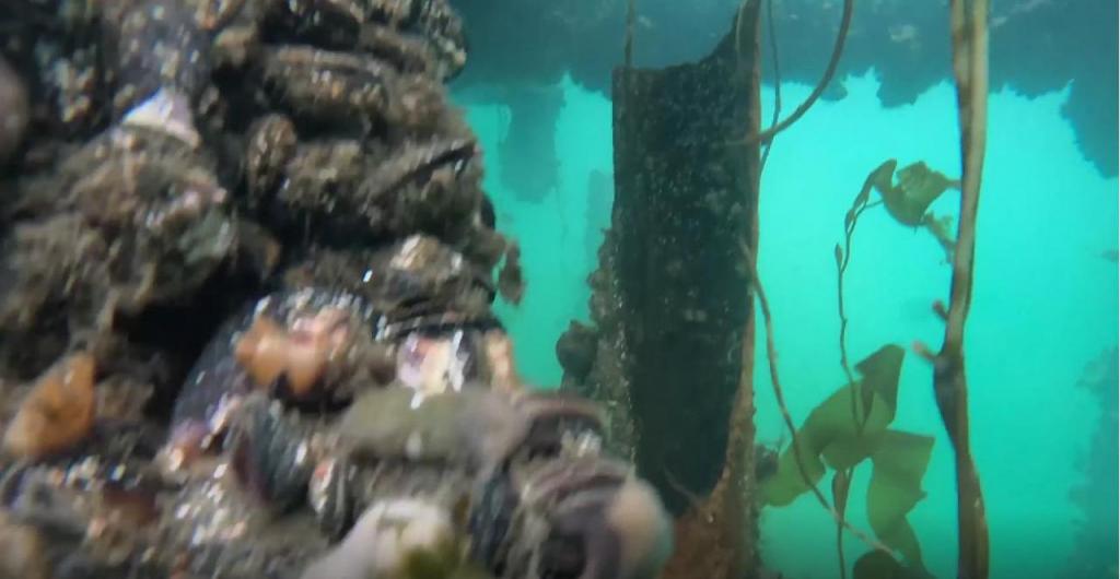 Muelle de catamaranes: ANPYN abrió una investigación por el abandono de la infraestructura